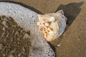 Seashell Photography Drucke: Shells on the beach. Sun light