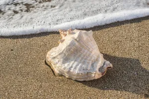 Seashell Photography Drucke: Shells on the beach. Sun light