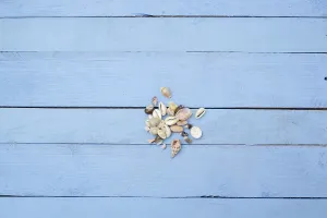 Bivalve Animals Drucke: Shells on a blue background. top view with space for text