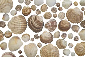 Bivalve Shell Details Drucke: Shells, cropped