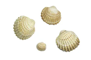 North Sea Beach Scene Drucke: Shells, cropped