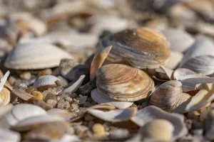 Seashell Decoration Drucke: Shells lying on the beach