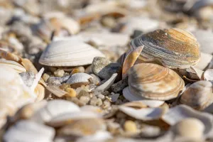 Seashell Decoration Drucke: Shells lying on the beach