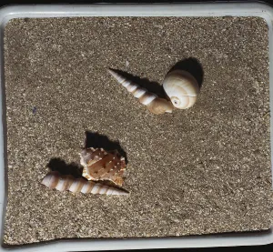 Uninhabited Coastlines Drucke: Shells on sand