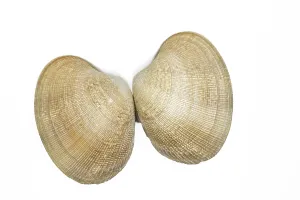 Bivalve Animal Images Drucke: Shells on a white background