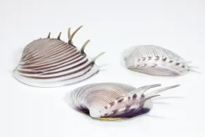 Bivalve Animal Images Drucke: Shells on a white background