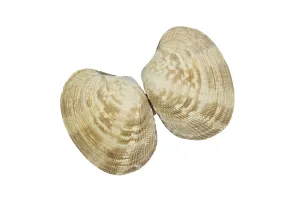 Rocky Coastline Image Drucke: Shells on a white background