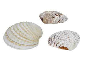 Bivalve Animal Images Drucke: Shells on a white background