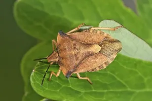True Bugs In Nature Drucke: Shield Bug (Carpocoris fuscispinus)