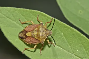 Shield Bug Drucke: Shield Bug (Carpocoris fuscispinus)