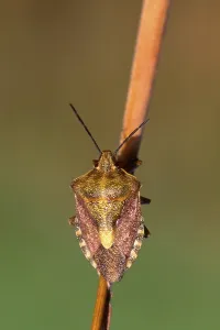 Shield Bug Drucke: Shield Bug (Carpocoris fuscispinus)