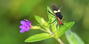 Tropical Rainforest Insects Drucke: Shield Bug, Chust Bug, Heteroptera