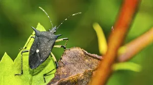 Osa Peninsula Nature Reserve Drucke: Shield Bug, Chust Bug, Heteroptera
