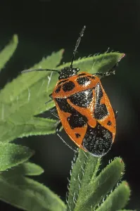 Arthropod Wildlife Photos Drucke: Shield Bug (Eurydema dominulus)