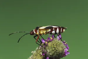 Rio Grande Valley Wildlife Drucke: Shield bug, Stink bug (Hemiptera)