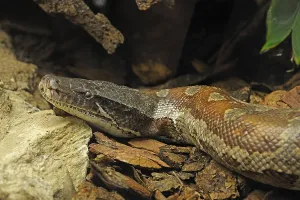 Short python, Blood python, Short-tailed python