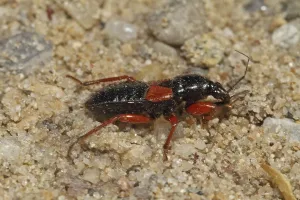 True Bug Drucke: Sickle Bug