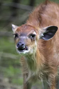 Young Antelope Drucke: Sitatunga