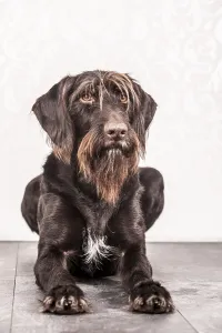 Pedigree Dog Germany Drucke: Sitting German Wirehaired Pointer, Germany