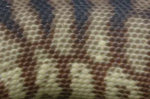 Deserted Wild Animal Photography Drucke: Detail of skin on an Australian black headed python