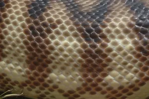 Deserted Wild Animal Photography Drucke: Detail of skin on an Australian black headed python