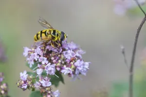 Black Forest Wildlife Drucke: Skull hoverfly, common cone hoverfly