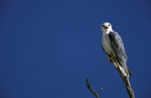 Black Winged Kite Drucke: Slider (Elanus caeruleus)