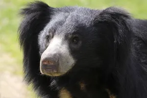 Sloth Bear Drucke: Sloth bear
