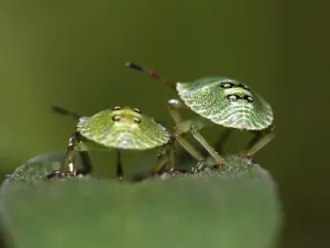 No People In The Background Photos Drucke: Small bugs