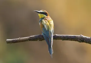 Deserted Rock Face Drucke: Small bundle of energy (Merops apiaster)