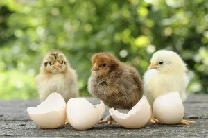 Cute Chicks Drucke: Small chicks and egg shells