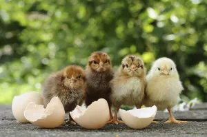 Wild Animal Eggs Drucke: Small chicks and egg shells