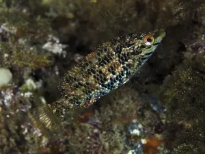 Camouflaged Fish Drucke: Small fish with camouflaged appearance and complex pattern