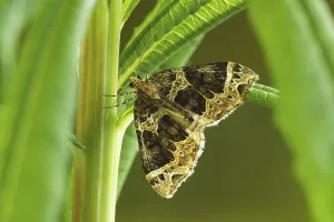 Lepidoptera Species UK Drucke: Small Phoenix Moth (Ecliptopera silaceata)