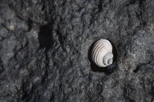 Uninhabited Icelandic Landscape Drucke: Small shell lying in a depression