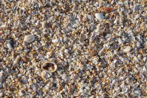 Uninhabited Beaches Drucke: Small shells on a beach