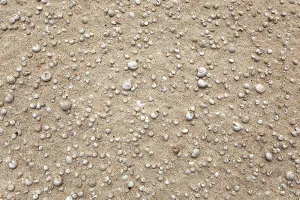 Deserted Sandy Beaches Spain Drucke: Small shells and snail shells in the sand