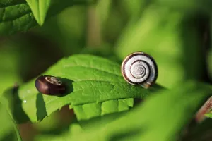 Summer Meadow Germany Drucke: Small snails on a summer meadow