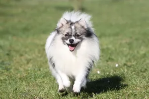Wildlife Mammal Images Drucke: Small Spitz, Spitz