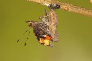 Aglais Urticae Drucke: Small tortoiseshell (Aglais urticae)
