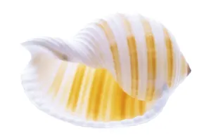 Snail Shell Drucke: Snail shell