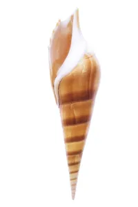 Snail Shell Drucke: Snail shell