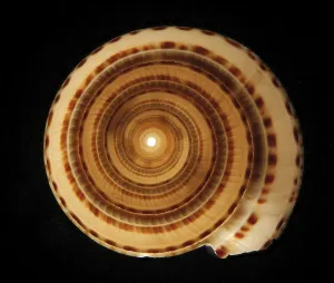 Snail Shell Drucke: Snail shell in transmitted light