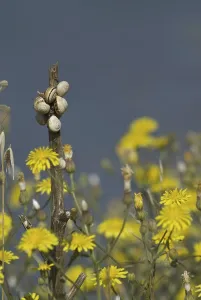 Gastropoda Species Drucke: Snail shells