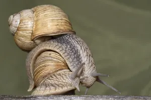 Wild Animal Reproduction Drucke: Two snails copulate