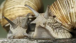 Macro Snail Photography Drucke: Two snails in their shells