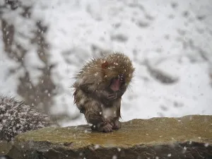 Uninhabited Water Area Drucke: Snow monkey (Macaca fuscata)