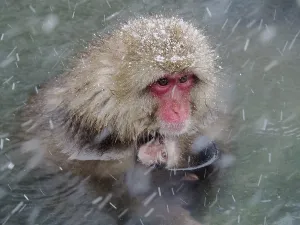 Asian Primate Photos Drucke: Snow monkey (Macaca fuscata)