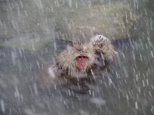 Waterfront Winter Scene Drucke: Snow monkey (Macaca fuscata)