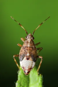 True Bug Drucke: Soft bug